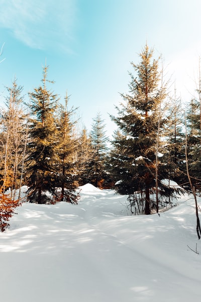 布朗的树木在积雪覆盖的地上蓝天白天

